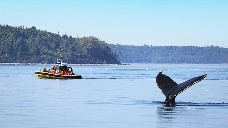 Billet Croisière d'observation des baleines à Tadoussac en zodiac