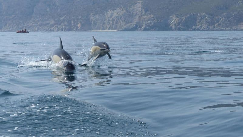 Billet Observation des dauphins à Sesimbra avec transfert