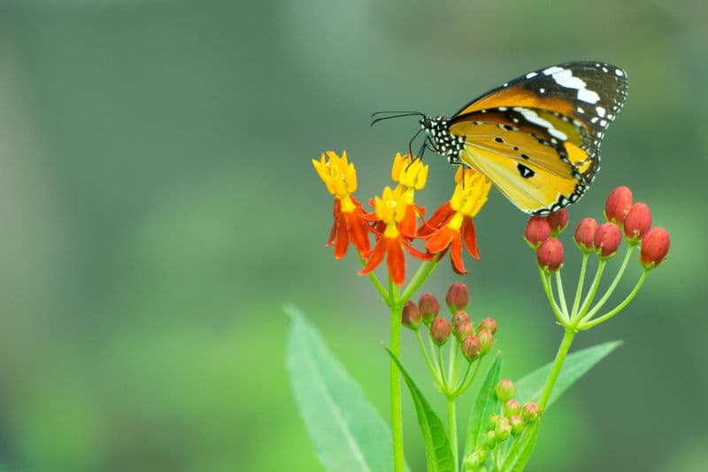 Billet Mariposario Benalmadena parc des papillons