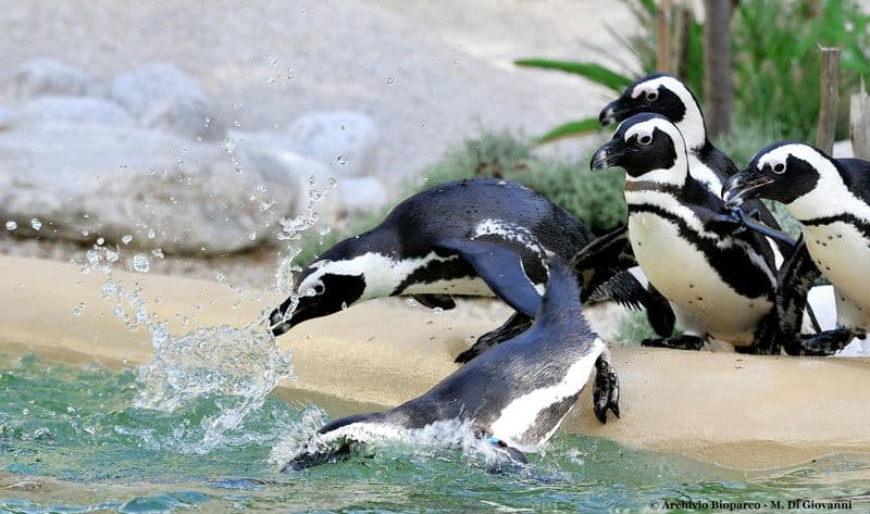 Billet Billets open date pour Bioparco di Roma