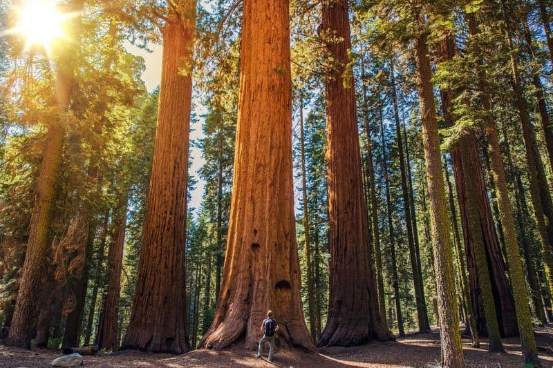 Billet Visite audioguidée des parcs nationaux de Sequoia et de Kings Canyon