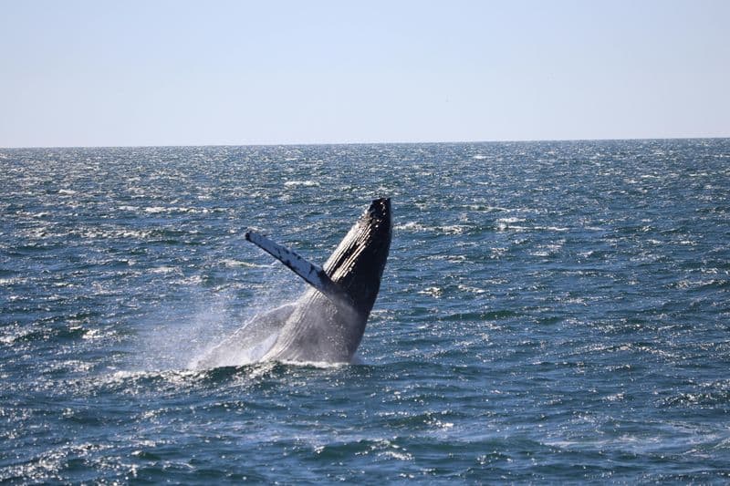 Billet Excursion d'observation de baleines et d'aurores boréales au départ de Reykjavik