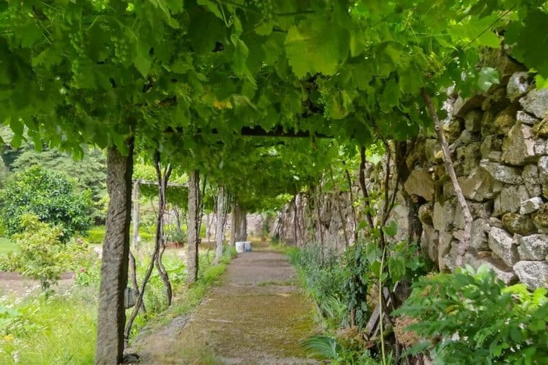 Billet Visite privée du Vinho Verde avec déjeuner gastronomique