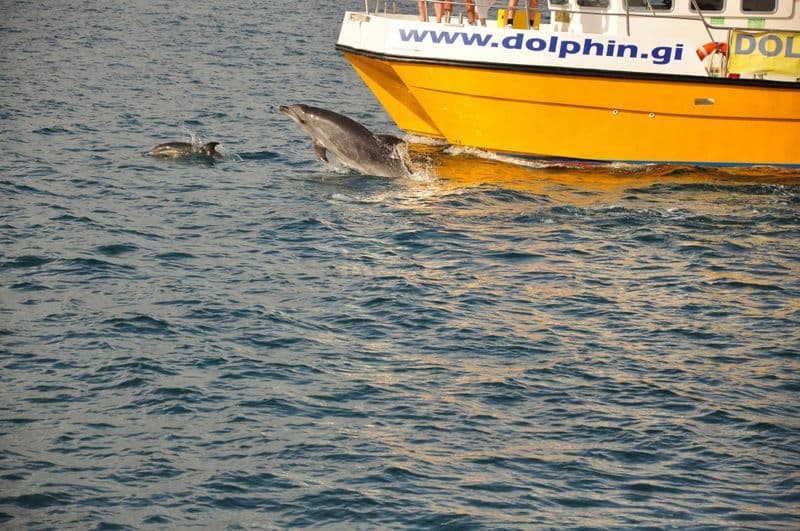 Billet Visite de Gibraltar avec croisière d'observation des dauphins au départ de Malaga