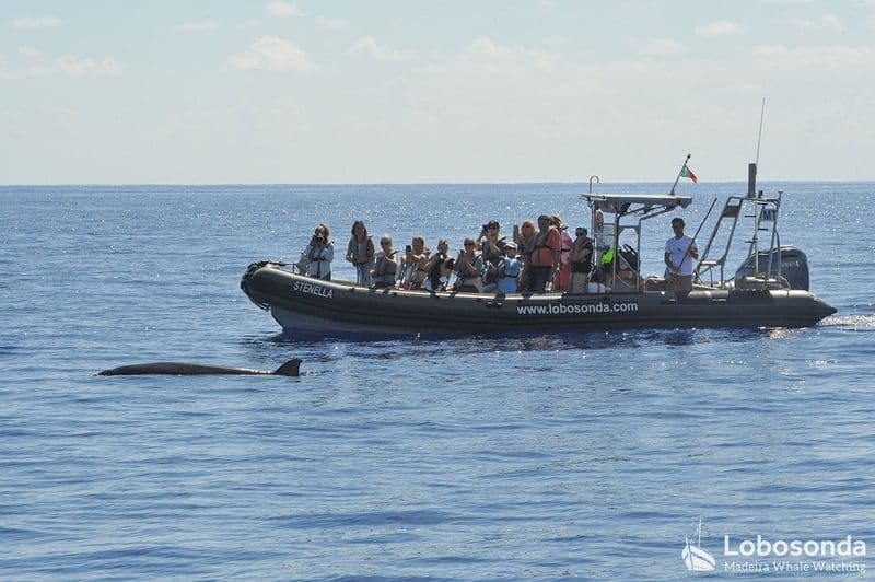 Billet Visite guidée d'observation des baleines en hors-bord à Madère