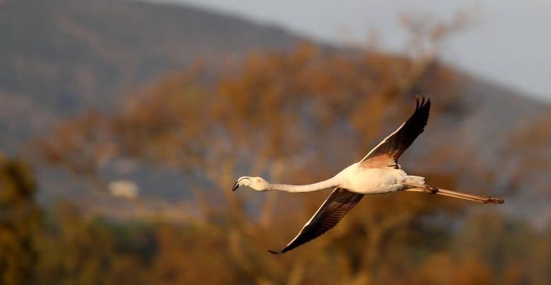 Billet Excursion d'observation des oiseaux d'une demi-journée au lagon de Formosa