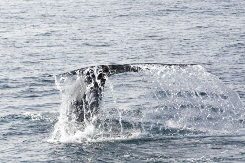 Billet Observation des baleines et des dauphins à São Miguel en catamaran