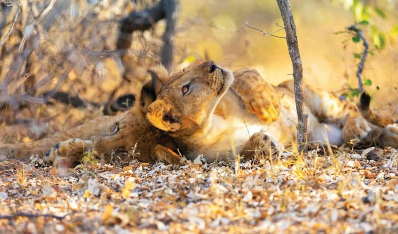 Billet Nyerere National Park two-day budget safari from Zanzibar