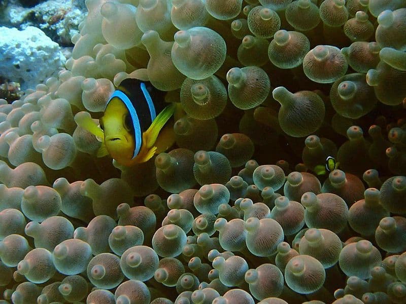 Billet PADI Discover Scuba Diving depuis RIU Atoll et RIU Palace Maldives