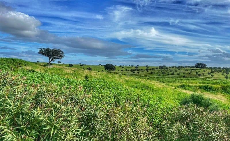 Billet Dégustation gastronomique de vins à Mertola