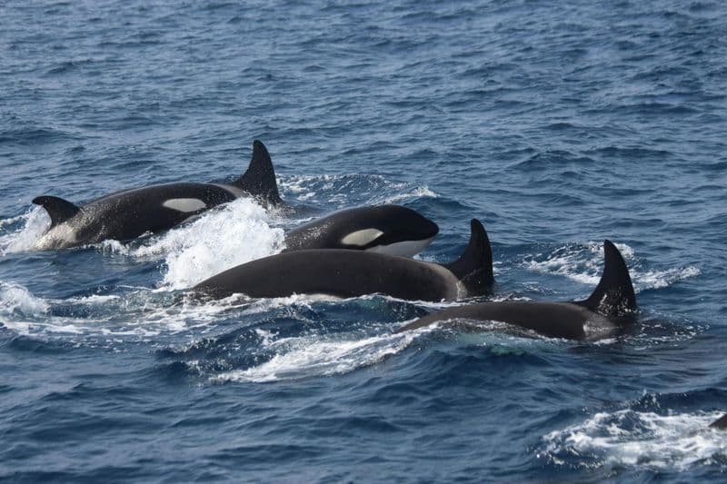 Billet Croisière et visite guidée à Tarifa - Journée mondiale des dauphins