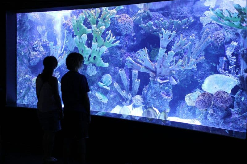 Billet L'aquarium d'Antalya avec la navette
