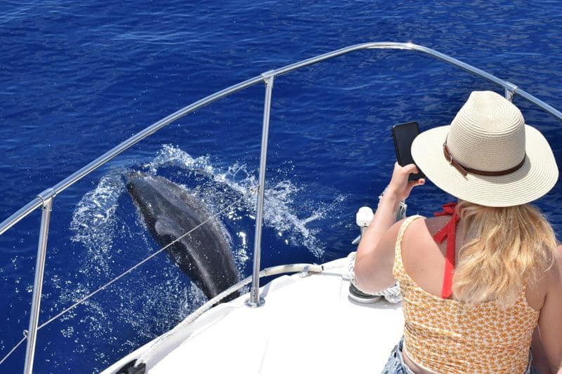 Billet Excursion en bateau pour observer les baleines et les dauphins