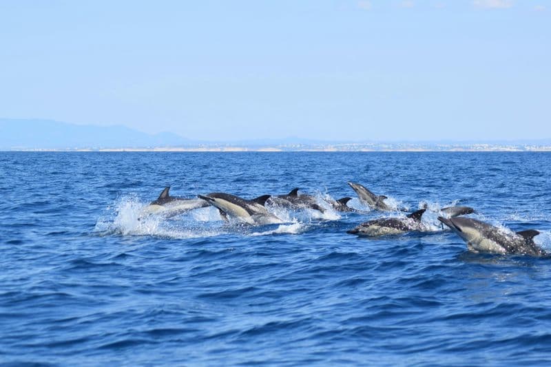 Billet Excursion aux grottes de l'Algarve et observation des dauphins