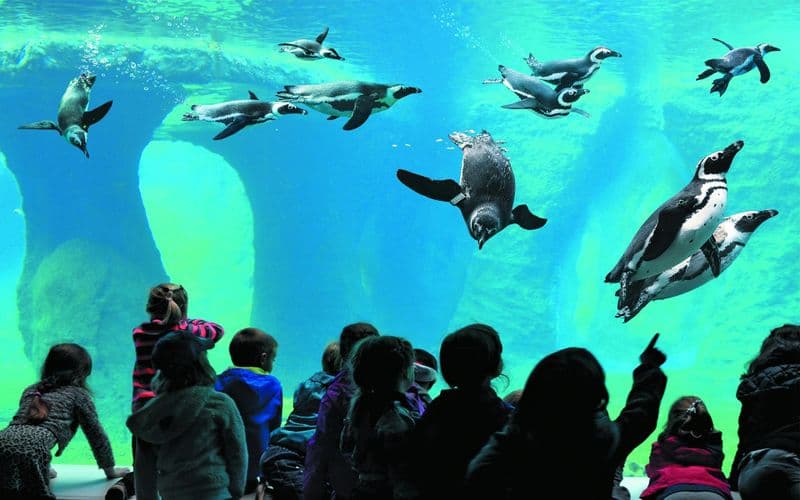 Billet Billet d'entrée au zoo de Wroclaw et à l'Africarium