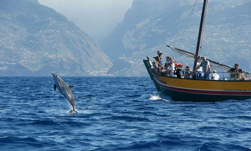Billet Whale watching tour on a traditional sailboat in Madeira