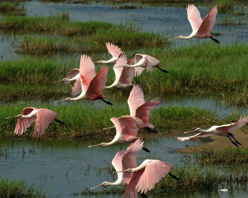 Billet Excursion d'une journée complète au parc national des Everglades avec randonnée à sec