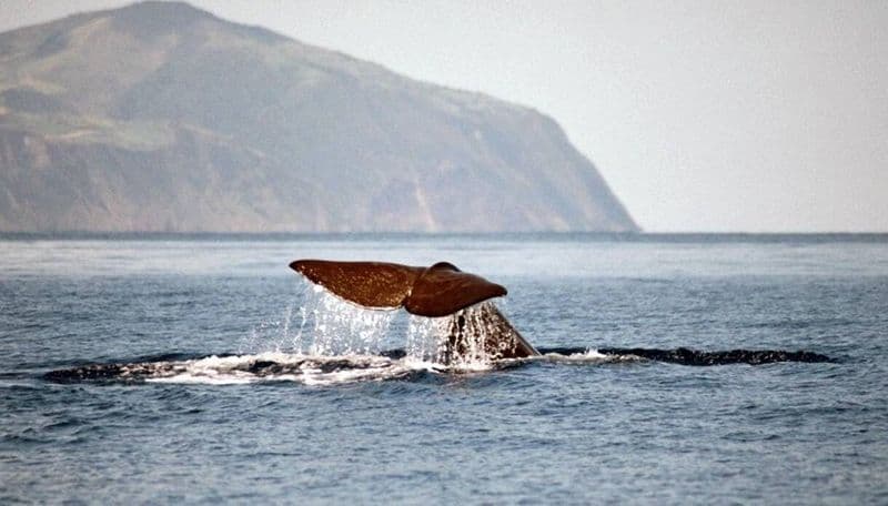 Billet Circuit en catamaran d'observation des baleines à São Miguel