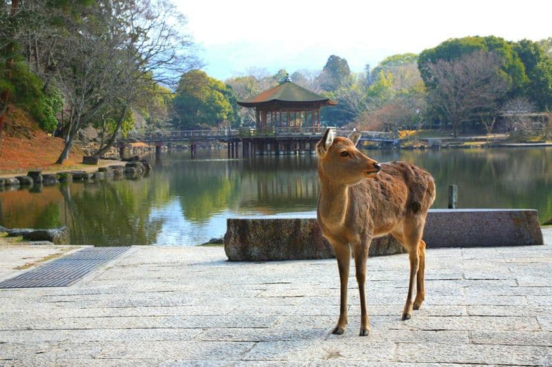 Billet Visite guidée en bus d'une journée à Kyoto avec billets