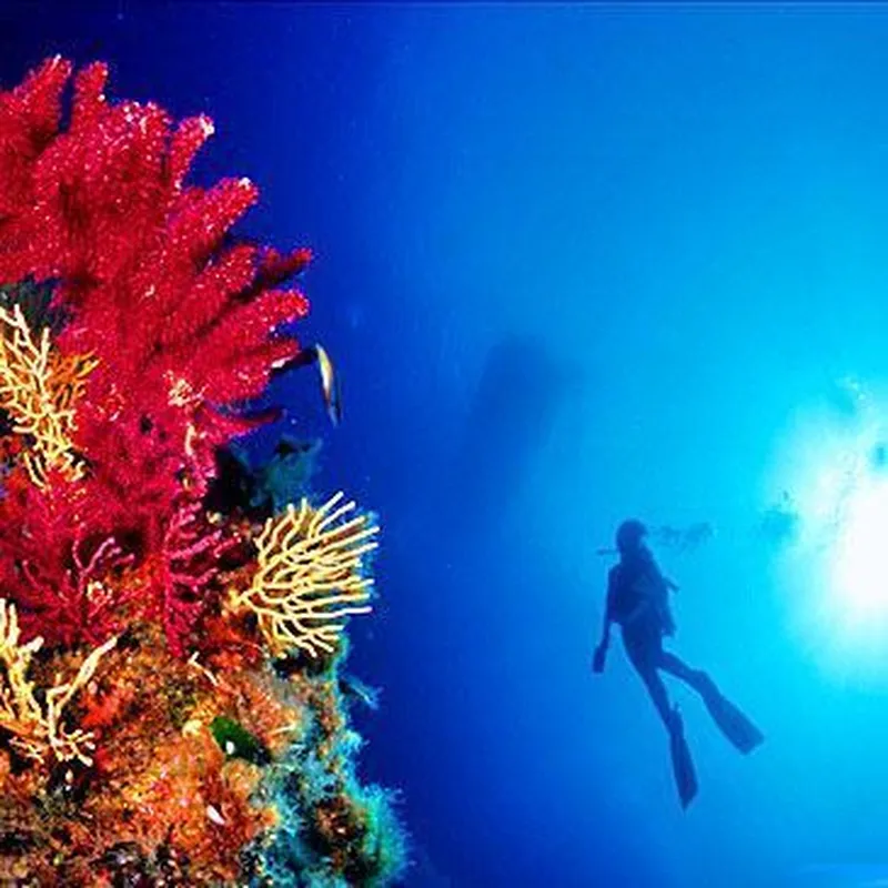 Billet Baptême de Plongée à Port-Fréjus