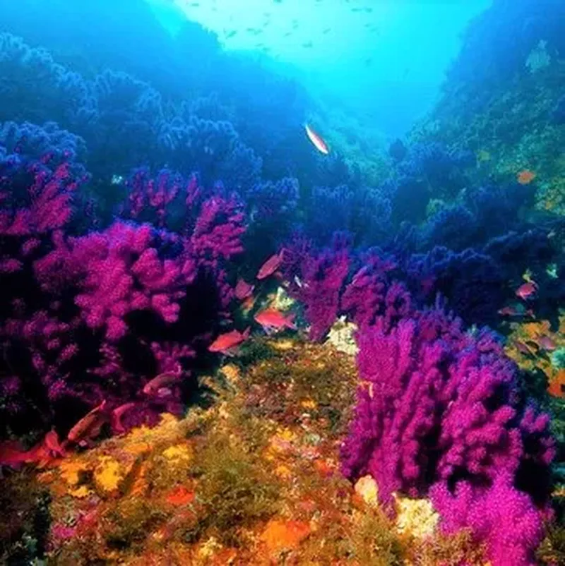 Billet Baptême de Plongée dans le Parc National de Port-Cros