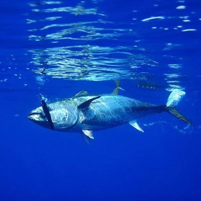 Billet Pêche au Gros en Atlantique à Capbreton