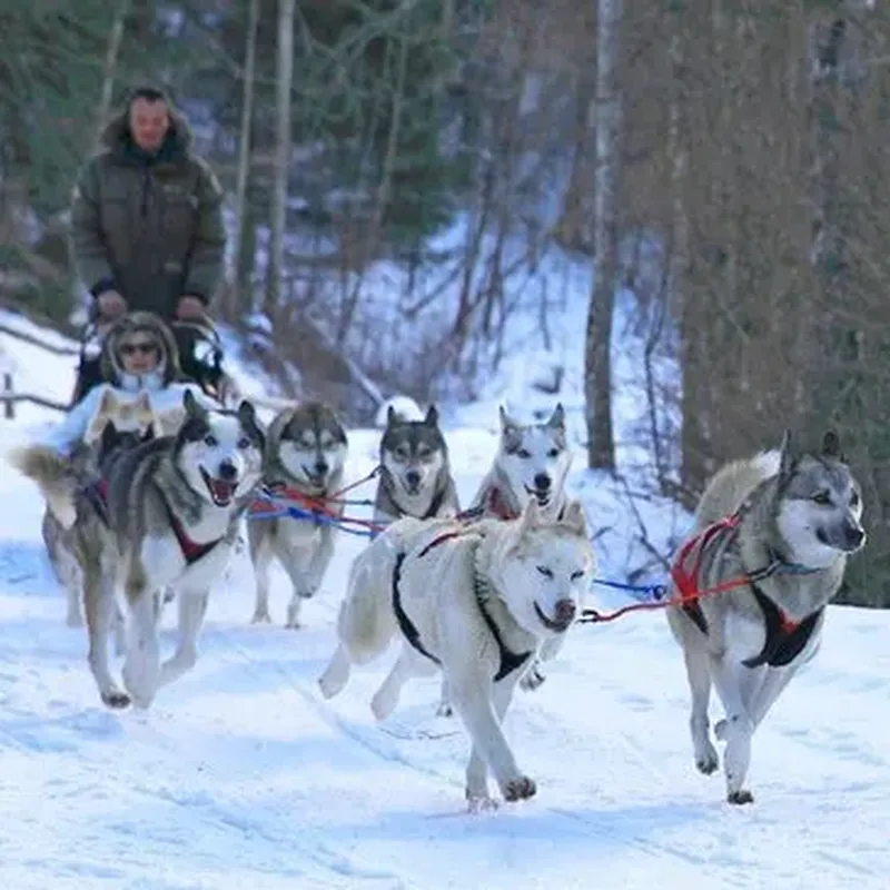Billet Randonnée en Chiens de Traîneau dans les Pyrénées Catalanes
