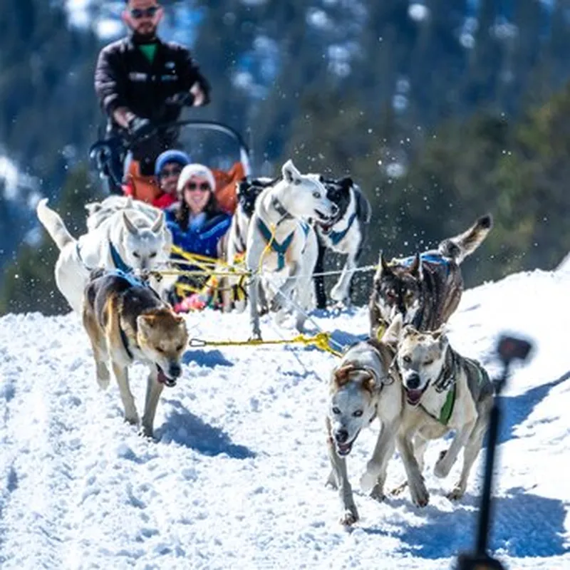 Billet Randonnée en Chiens de traîneau près d'Ax-les-Thermes