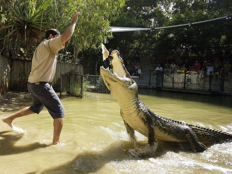 Billet Hartley's Crocodile Adventures depuis Cairns