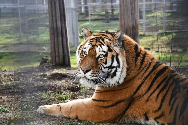 Billet Depuis Cracovie : Excursion au zoo avec transfert