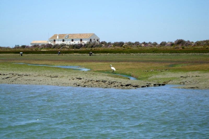 Billet Ria Formosa : excursion guidée de 2 heures en bateau pour observer les oiseaux