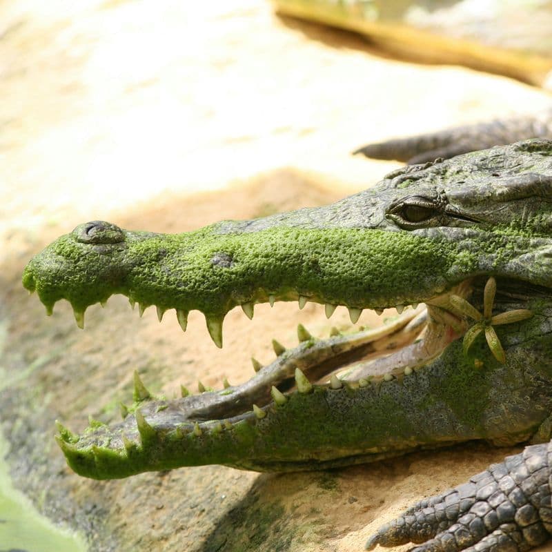 Billet La Ferme aux Crocodiles: Billet d'entrée