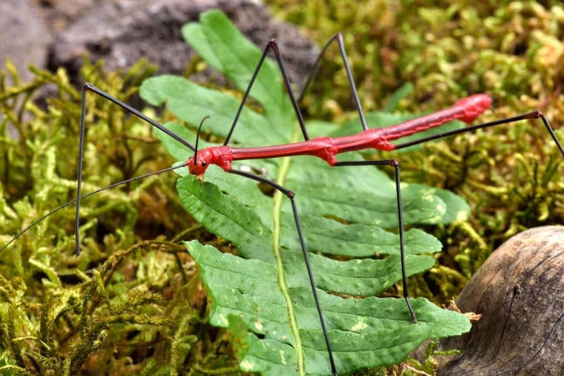 Billet Micropolis - La cité des insectes