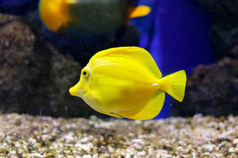 Billet Aquarium d'Oniria : Billet d'entrée