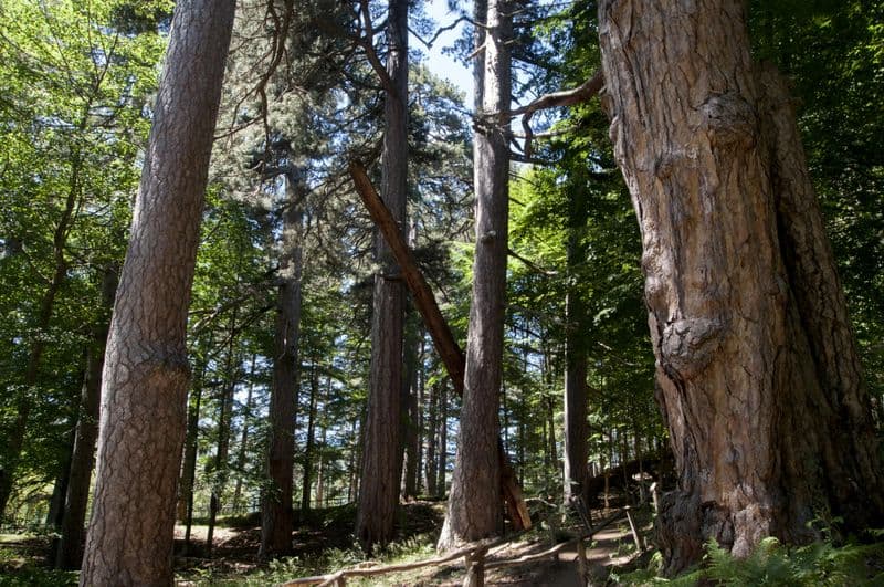 Billet Les Géants de la Sila : Billet d'entrée