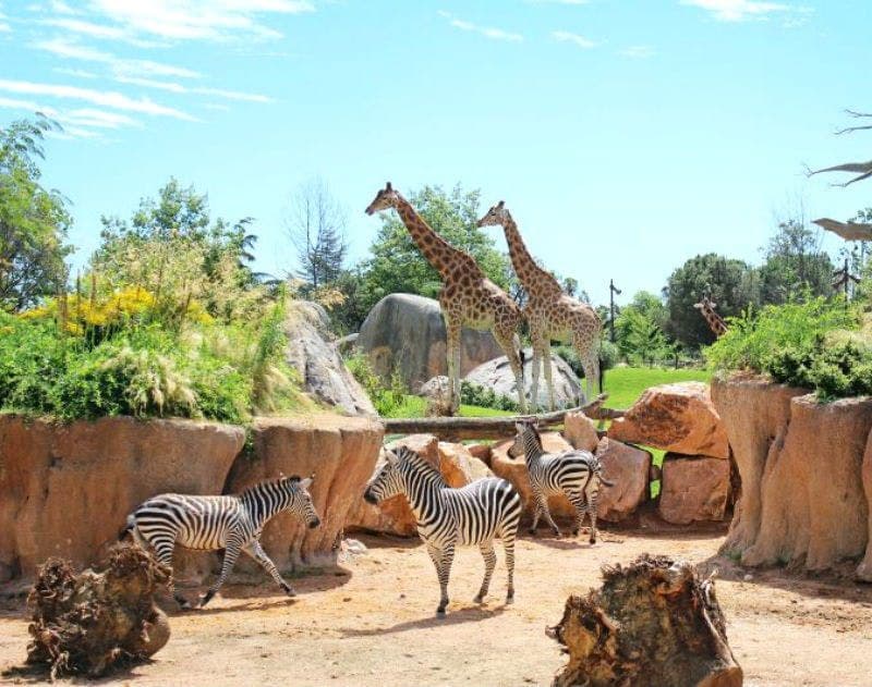 Billet Zoom Torino : Billet d'entrée