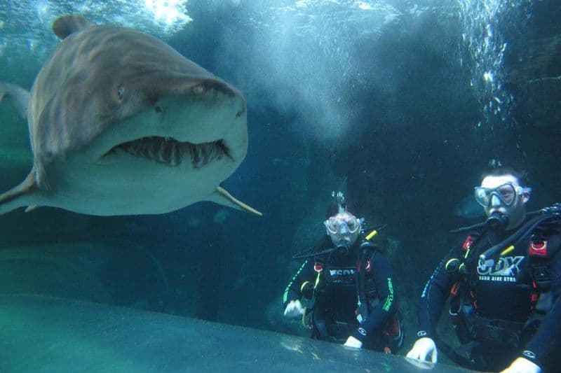 Billet SEA LIFE Aquarium de Sydney : Plongée requin Xtreme