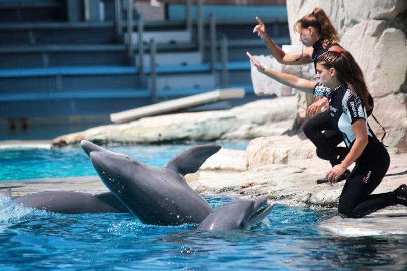 Billet Parc à thème Oltremare: Billet d'entrée + Déjeuner