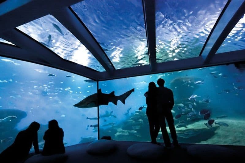 Billet Aquarium de Palma : Billet d'entrée + transfert depuis la zone de Cala Ratjada