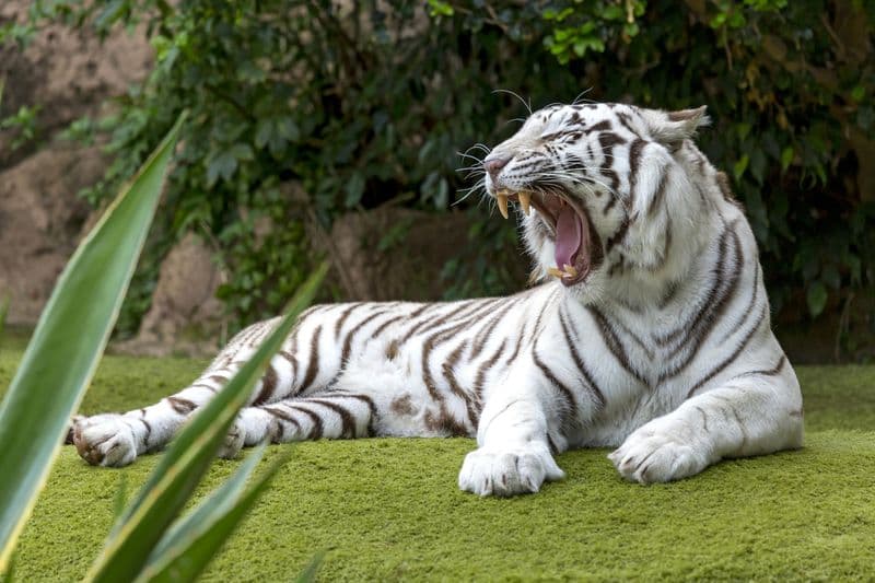 Billet Loro Parque : Billet d'entrée