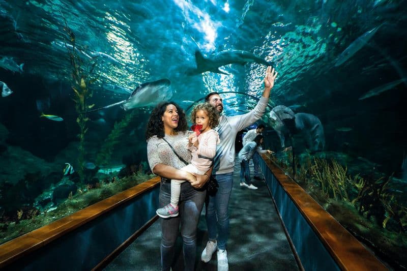 Billet Loro Parque : Billet d'entrée