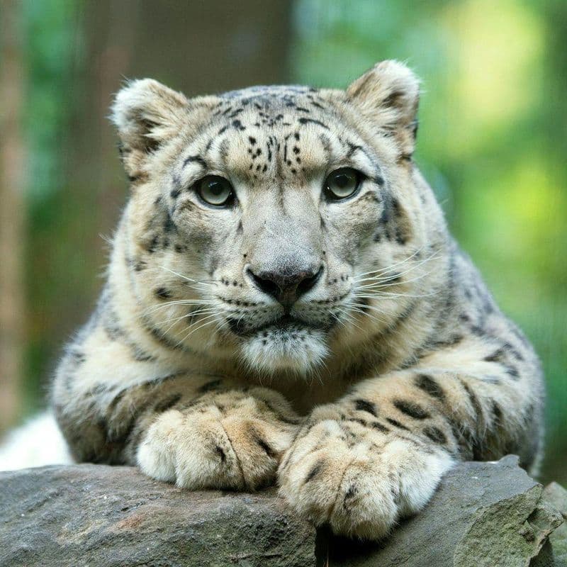 Billet Zoo de Central Park : Billet d'entrée