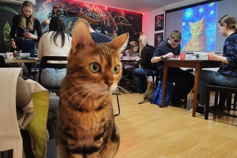 Billet Musée du chat de Budapest : Atelier guidé de peinture acrylique