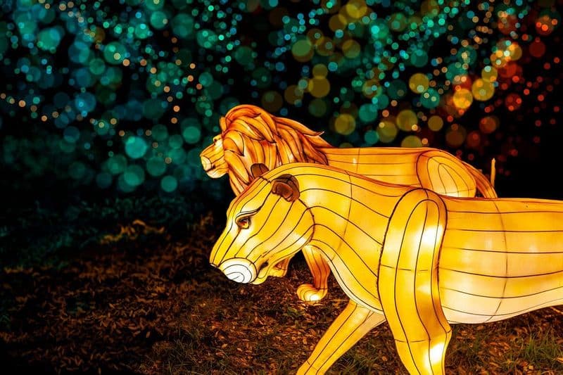 Billet Zoo Lights au Zoo de Miami