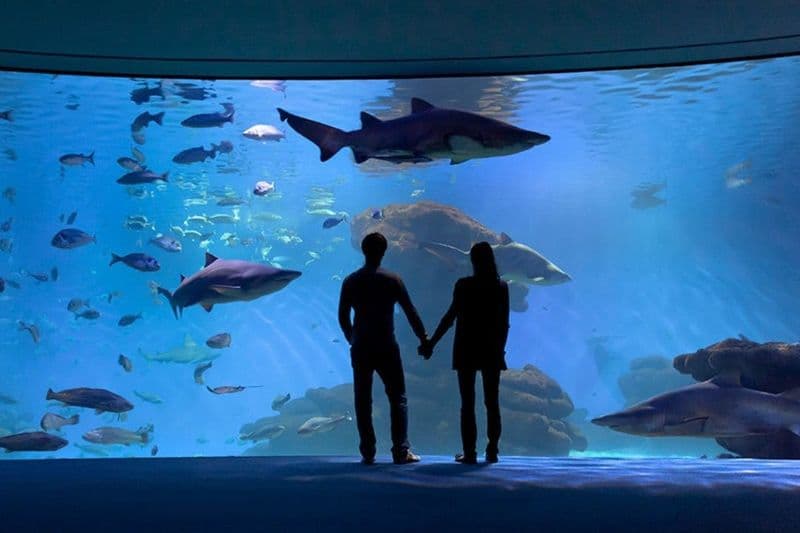 Billet Aquarium de Palma : Billet d'entrée + transfert depuis la zone Est