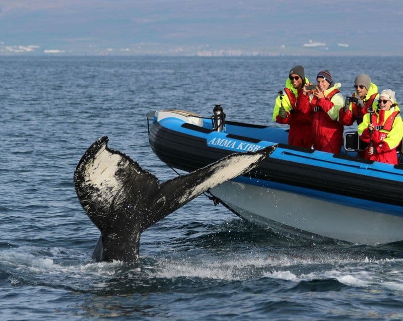 Billet Husavík : Observation des baleines et des macareux à bord d'un bateau rapide RIB