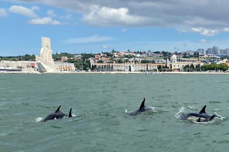 Billet Lisbonne : Excursion en bateau pour observer les dauphins
