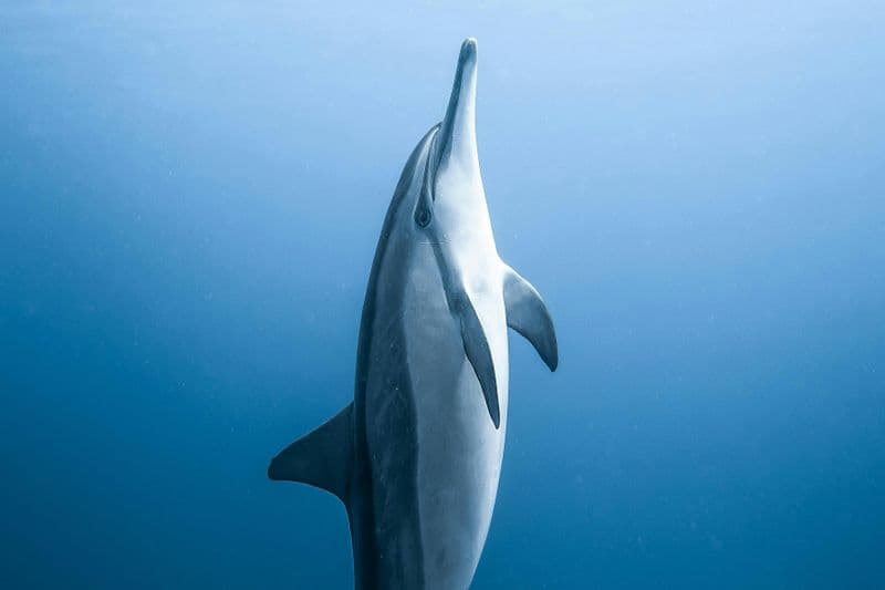 Billet Algarve : Excursion en bateau pour l'observation des baleines et des dauphins