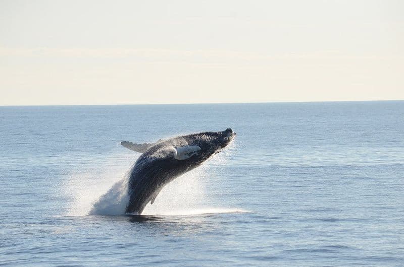 Billet Croisière d'observation des baleines dans Boston Harbor