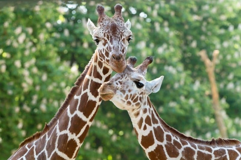 Billet Vienne en famille : Zoo de Schönbrunn + Maison de la musique